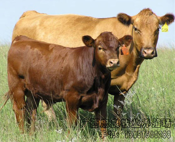 三元杂交牛crossbred cattle