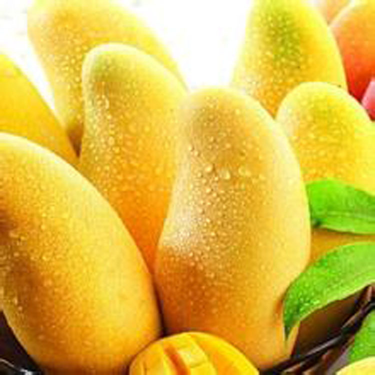 芒果苗-芒果苗--阿里巴巴采购平台求购产品详情