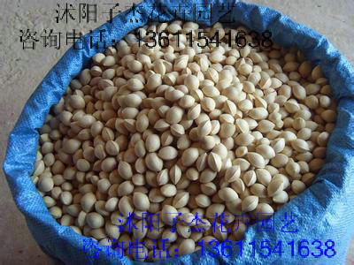 新采银杏种子,白果树种子,新种子,包发芽,银杏树种子,品质保证