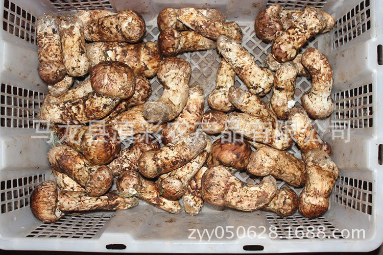 产地直批 云南野生松茸 香格里拉新鲜松茸5-7cm 云南滇彩松茸图片_28