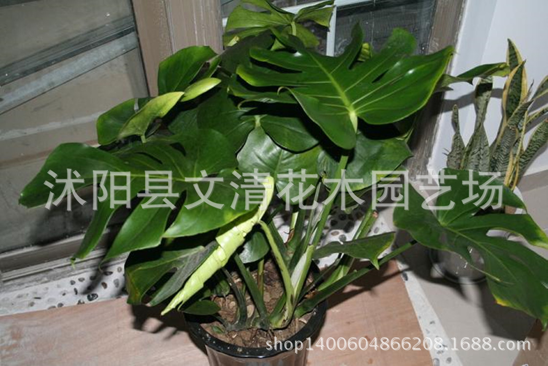 室内 办公室 大叶观叶植物 龟背竹 盆栽 叶子独特 净化空气绿植