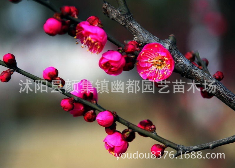 秒杀庭院花卉绿植腊梅乌梅绿梅红梅朱砂梅榆叶梅树苗