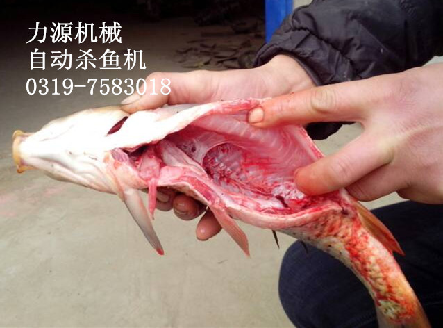 【河北力源全自动杀鱼机