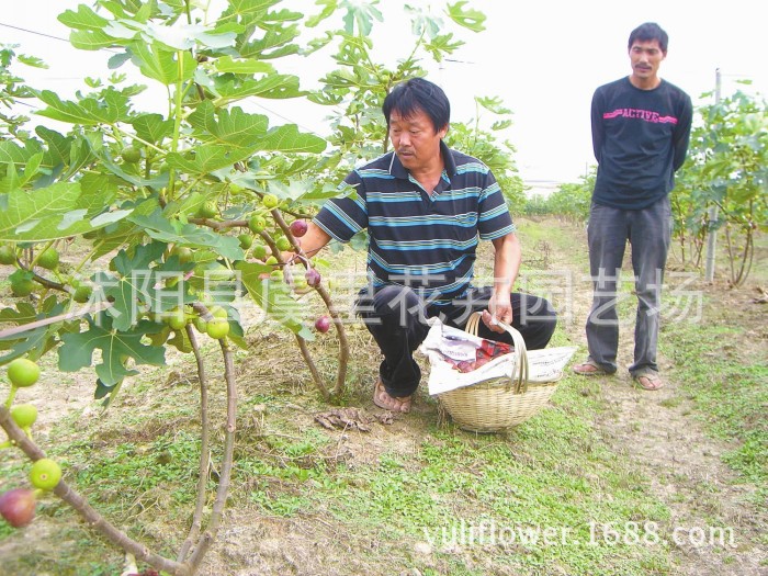 果树-无花果苗 盆栽无花果树苗果树苗批发 嫁接