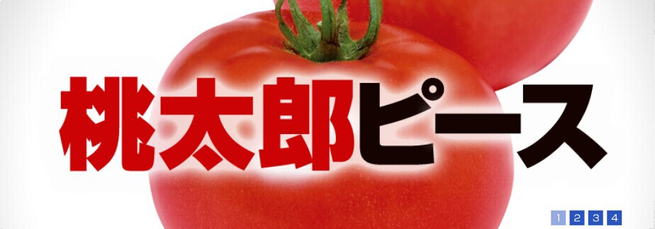 供应泷井交配桃星水果番茄种子 220-230克 口感极佳