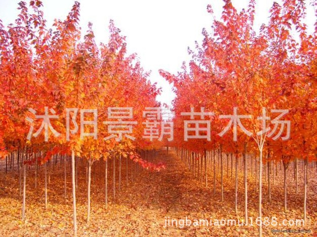 美国红枫1
