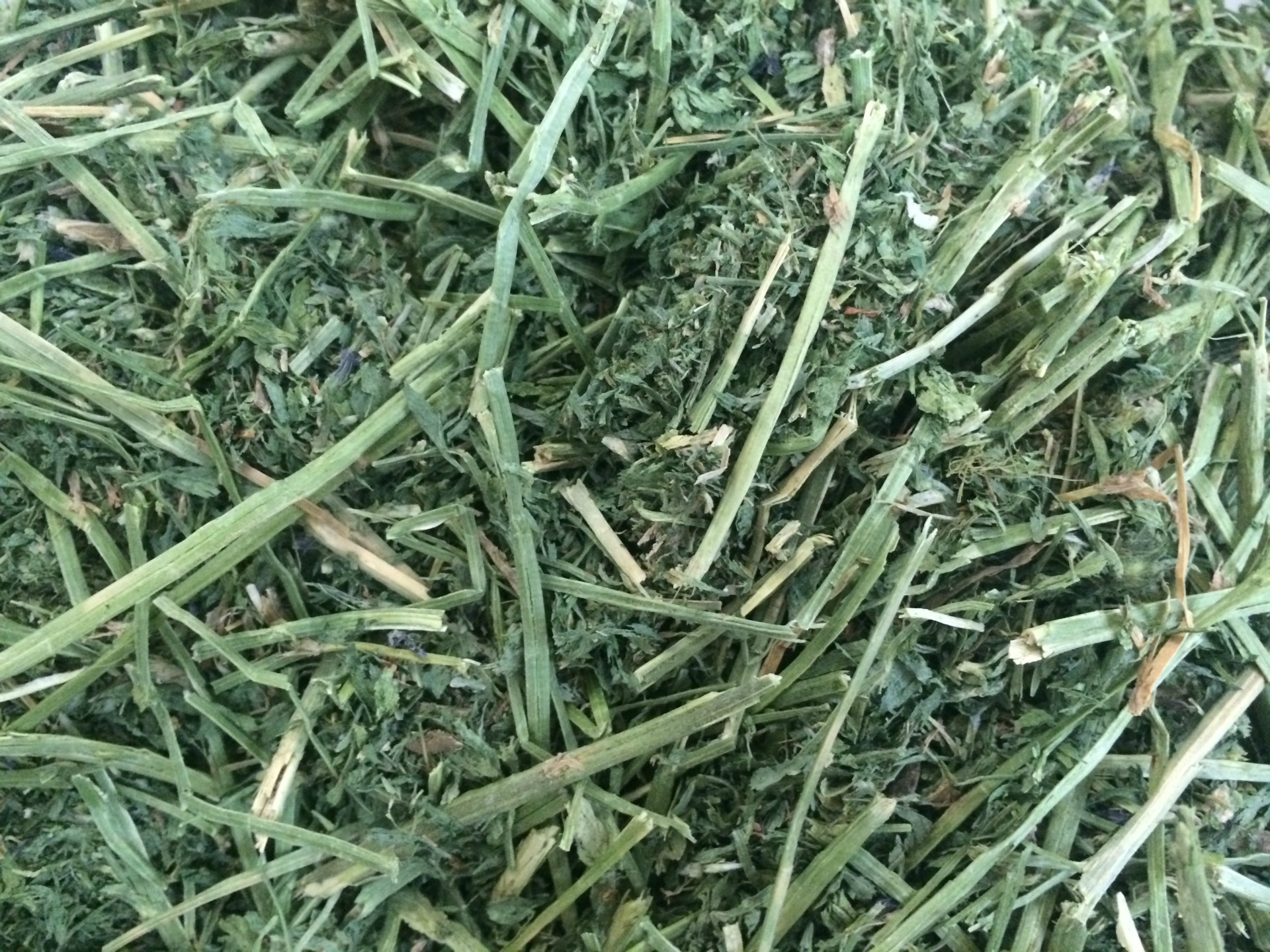 植物性饲料-【苜蓿草】港口现货,高蛋白、高饲