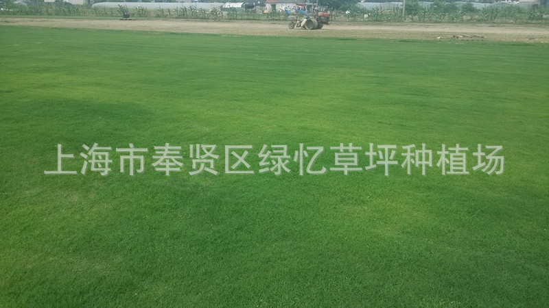 上海市奉贤区绿忆草坪种植场