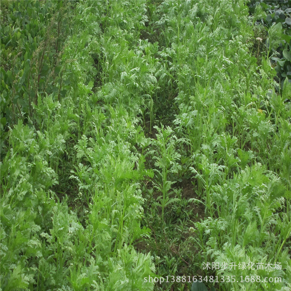 蔬菜种子批发 茼蒿种子 中板叶茼蒿 自繁散装种多品种蔬菜家庭