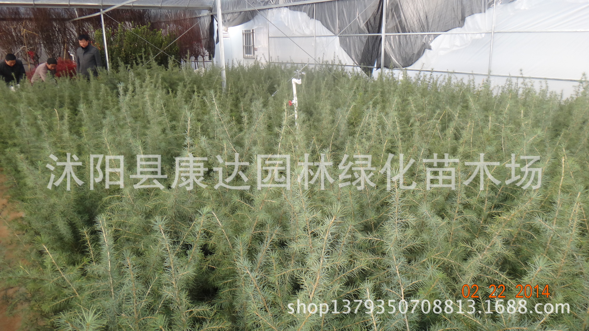 供应优质二年生雪松小苗,高0.5-10米雪松大苗,树形佳