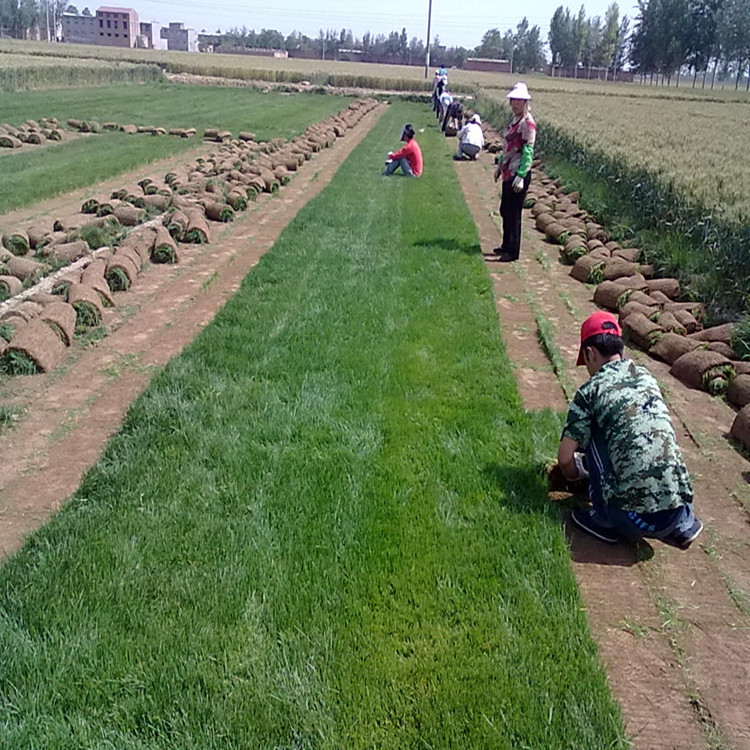 草坪-供应批发 高羊茅草坪草种 各种草坪种子供