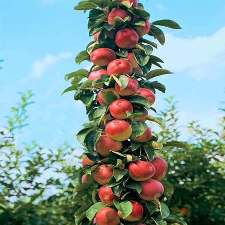 果树-果树苗苹果树苗南方苹果新品种 巨森 松脆