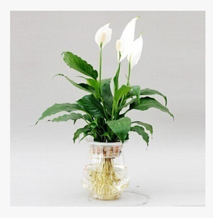 植物白掌图片_植物白掌图片大全 - 阿里巴巴海量精选