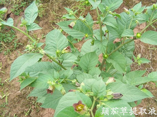 植物提取物-季德胜---颠茄草提取液 1公斤起批