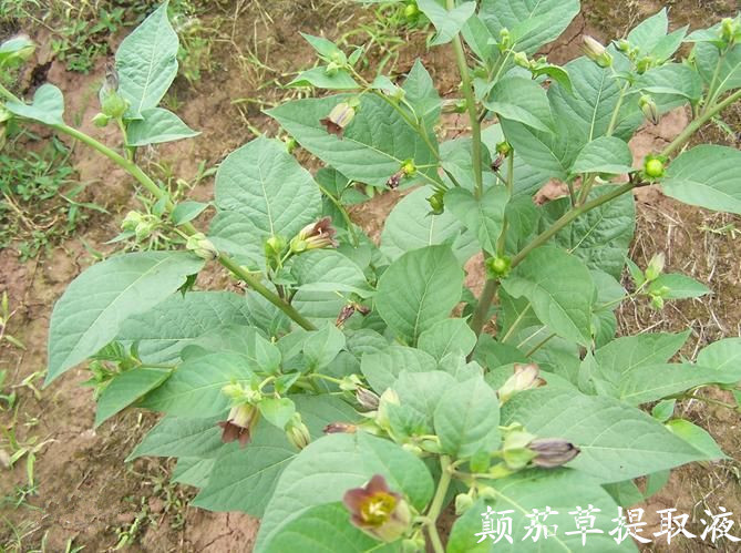 季德胜---颠茄草提取液 1公斤起批 图片