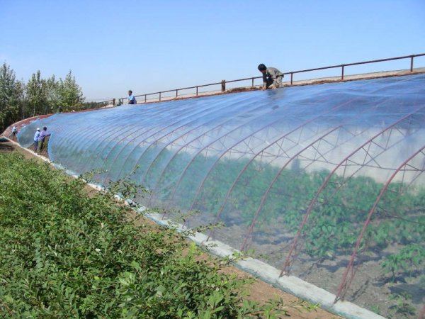 农用薄膜-批发优质塑料薄膜 有色薄膜 蓝色薄膜