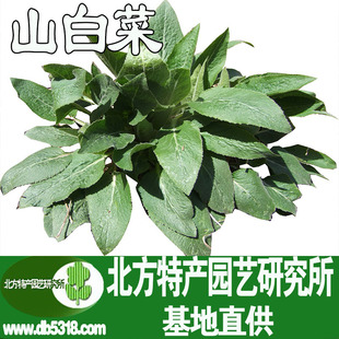 【北方特产园艺研究所直供】出售新采摘长白山纯野生山白菜种子