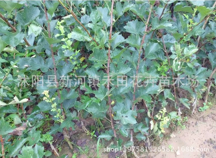 水果树苗子批发包邮2年苗嫁接山里红歪把红大金星山楂树苗山楂苗