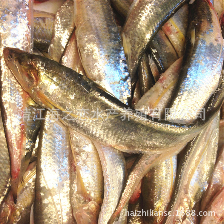 鱼类-【刀鱼价格】 冰鲜刀鱼批发价格|长江刀鱼