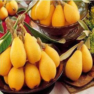 枇杷苗 枇杷树苗 果树苗木 当年结果 长江三号 