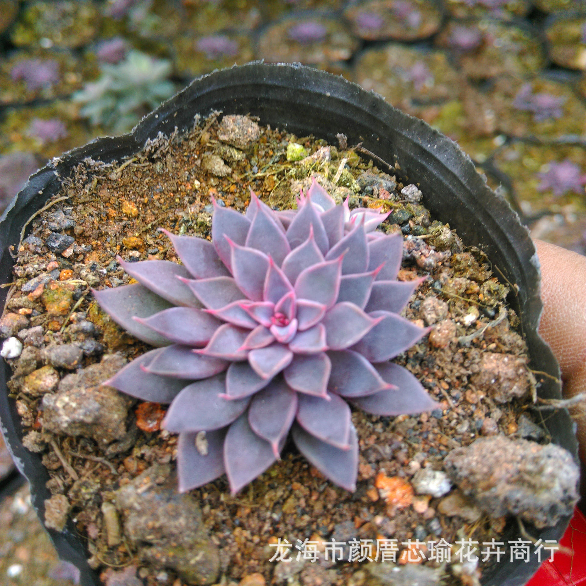 多肉植物批发 银天女 韩国进口品种3厘米左右