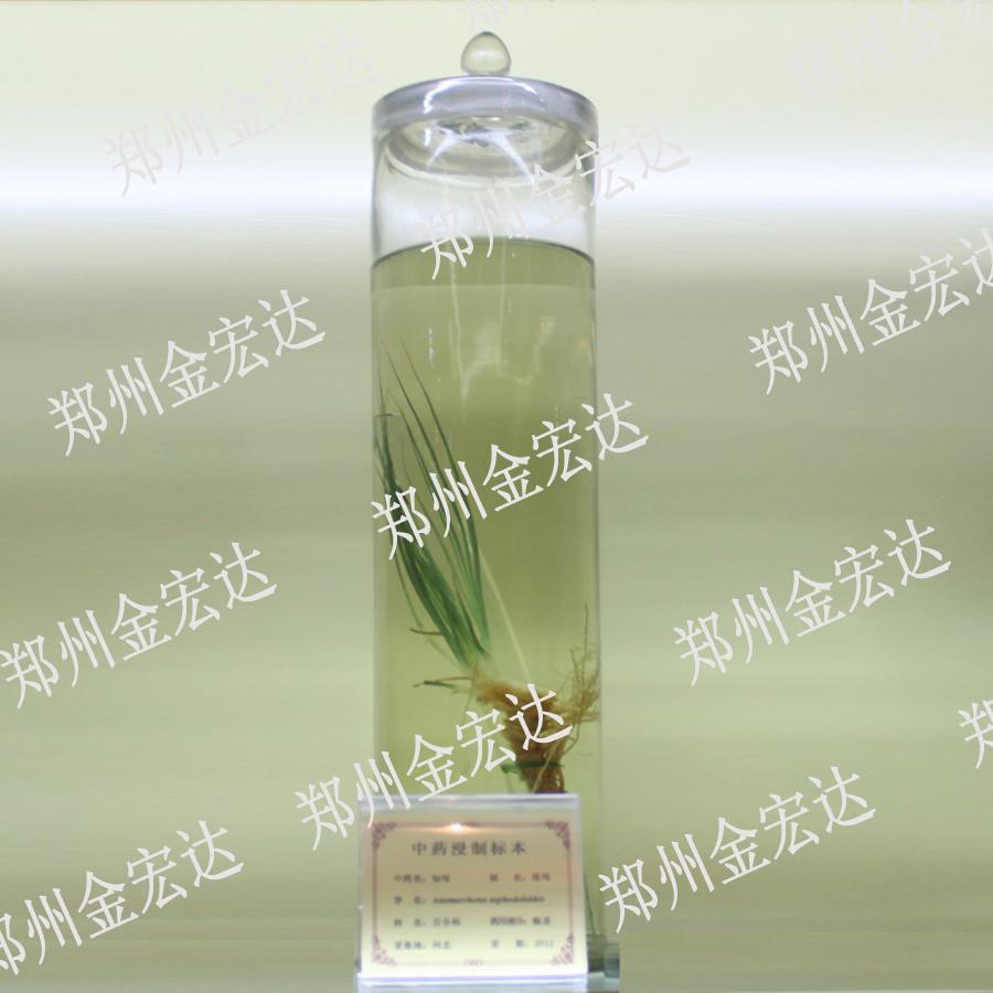 中药浸制标本7