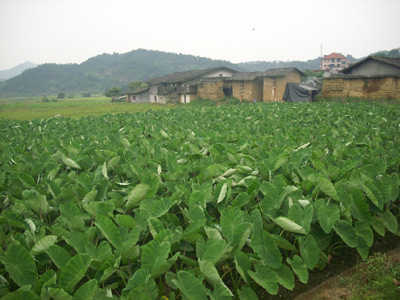 槟榔芋种植基地批发代办