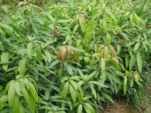 芒果苗-芒果苗--阿里巴巴采购平台求购产品详情