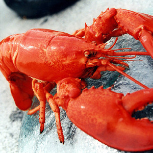 【澳洲大龙虾】澳洲大龙虾价格\/图片_澳洲大龙