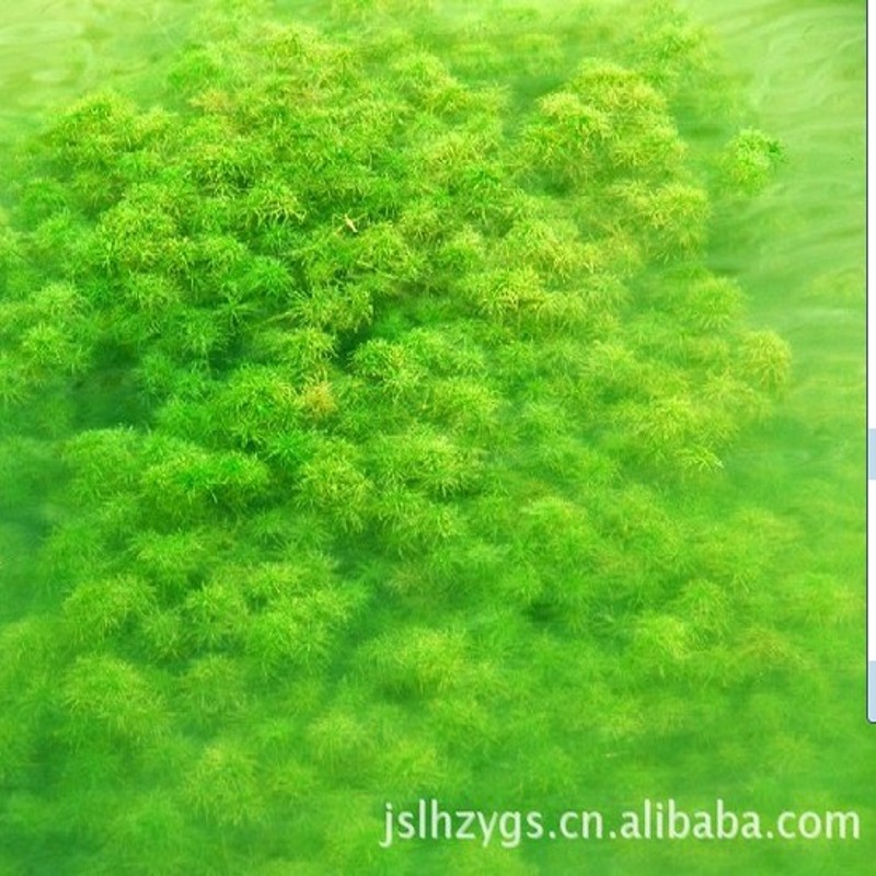 Семена Grass carp in pond aquaculture on lobster and crab grass seed pool round Ye Heizao Cao Potamogeton, Elodea nuttallii Myriophyllum Ye Heizao , nuttallii Семена Grass carp in pond aquaculture on lobster and crab grass seed pool round Ye Heizao Cao Potamogeton, Elodea nuttallii Myriophyllum Ye Heizao , nuttallii