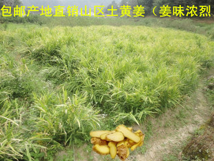 姜-筒子鲜姜蔬菜生姜有机黄姜药引子中药羊部位骨是哪个老土图片