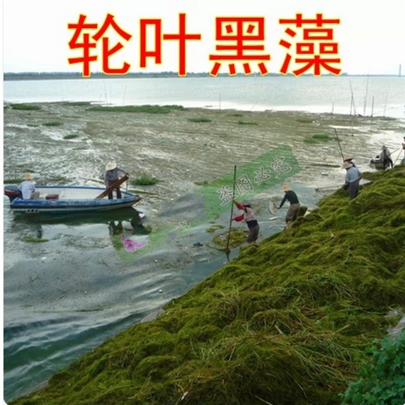 Семена Grass carp in pond aquaculture on lobster and crab grass seed pool round Ye Heizao Cao Potamogeton, Elodea nuttallii Myriophyllum Ye Heizao , nuttallii Семена Grass carp in pond aquaculture on lobster and crab grass seed pool round Ye Heizao Cao Potamogeton, Elodea nuttallii Myriophyllum Ye Heizao , nuttallii