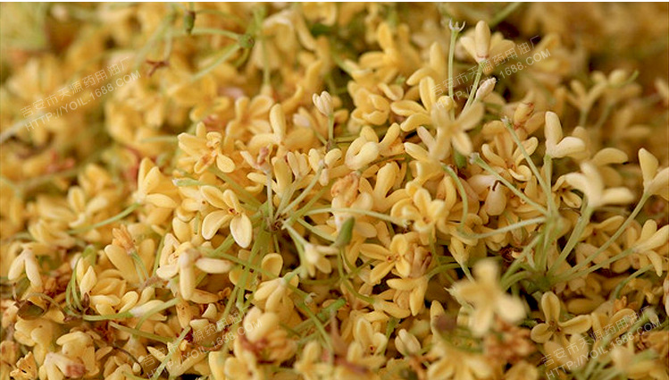国产桂花净油osmanthus absolute桂花精油cas68917-05-5桂花原精