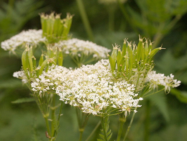 【西安昌岳直销 10:1没药提取物 \/活血定痛 、消