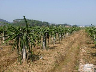 采购有机肥-地富原土墒有机肥 火龙果专用肥 培