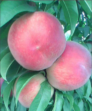 突围桃_突围桃价格_优质突围桃批发\/采购