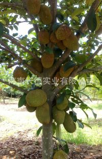 供应榴莲蜜苗