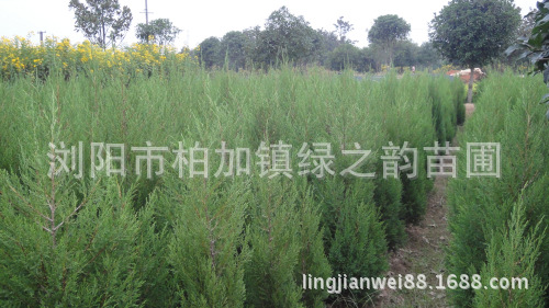 供应桧柏圆柏树,1-1.8米高的特价供应
