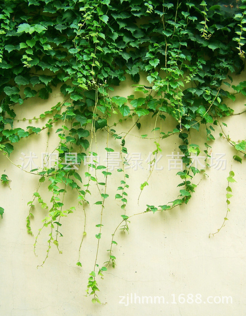 出售美丽的多面手 爬山虎苗 枫藤 扶芳藤 爬藤植物攀缘 耐寒耐旱