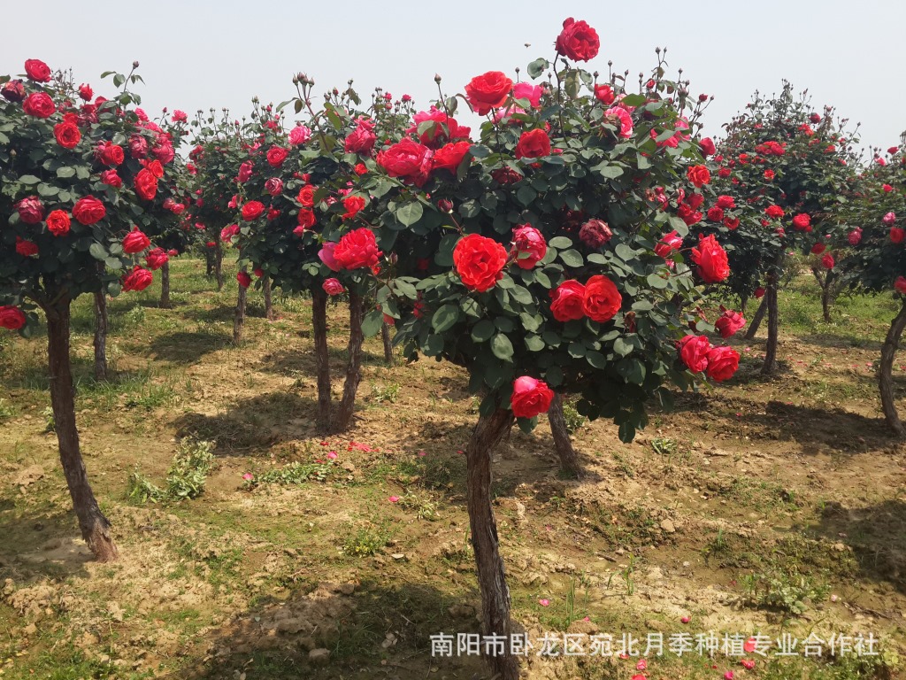 树状月季树花苗/开花多色/树桩盆景大花品种月季花苗 宛北月季