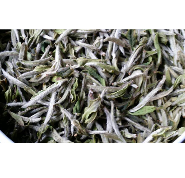 大白茶-福鼎大白茶成苗--阿里巴巴采购平台求购产品详情