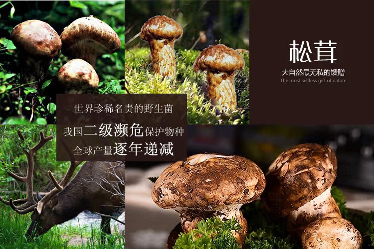 【万益云品 新鲜松茸 云南野生 预售 400 871 8879