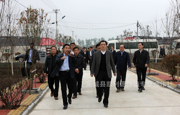 >> 蒙城县凯利源种植专业合作社供应新鲜水果豆角