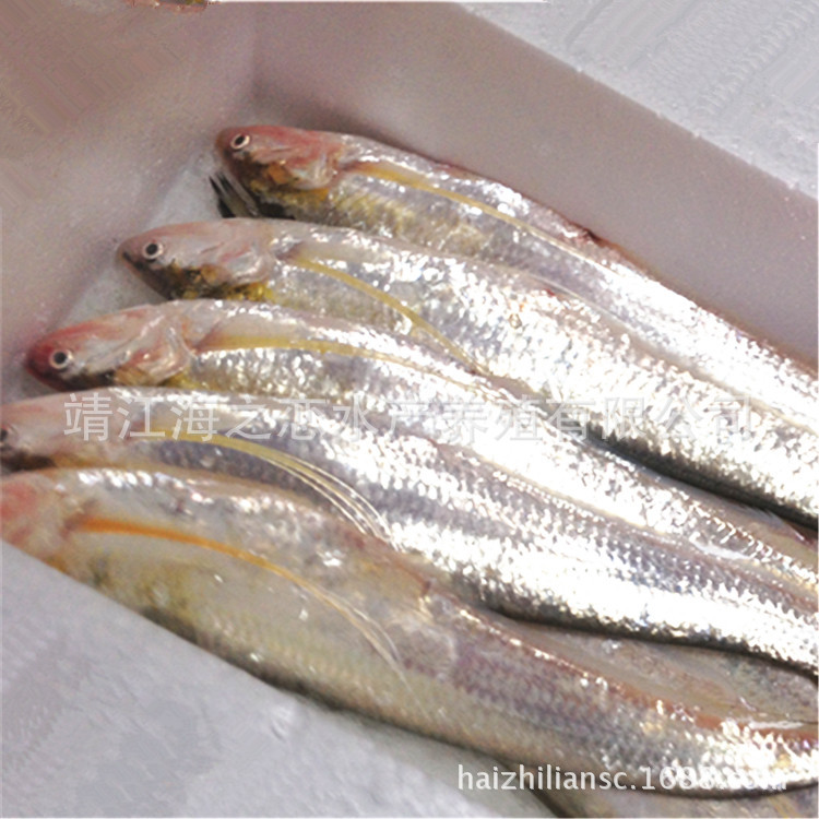 鱼类-【长江刀鱼】 冰鲜刀鱼批发|刀鱼价格(图