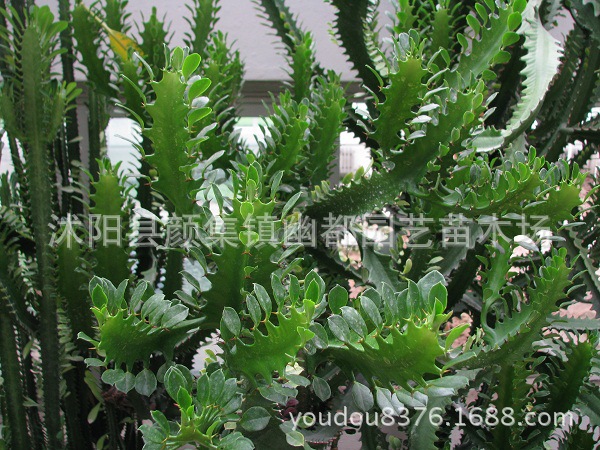 盆景-巴西龙骨花卉盆栽 办公室内客厅防辐射多