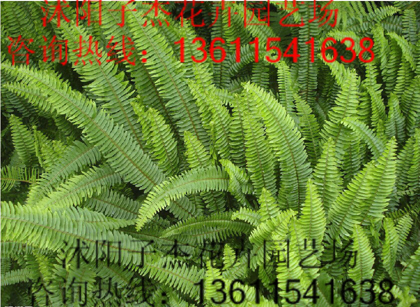 批发蜈蚣草盆栽,又叫波士顿厥,净化空气,四季常青