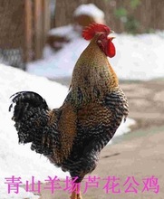 南京六合鸡_南京六合鸡价格_优质南京六合鸡