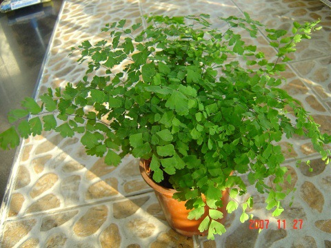 发供应铁线蕨盆栽,铁线蕨花苗,室内盆栽花卉,四季常青很漂亮