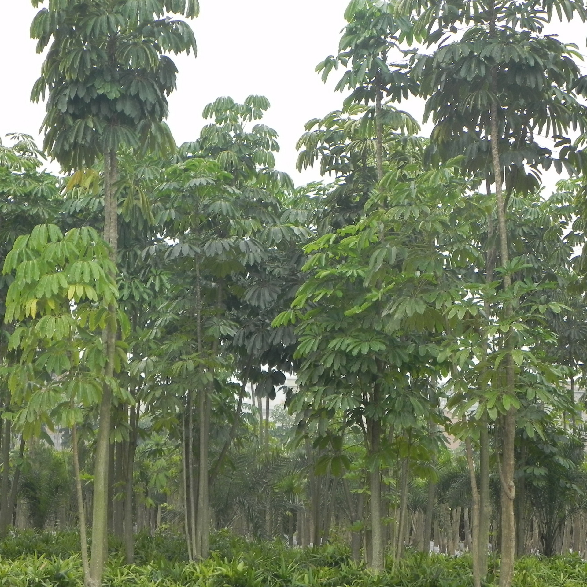 低价出售大规格大叶伞(澳洲鸭掌木 昆士兰伞木) 绿化树