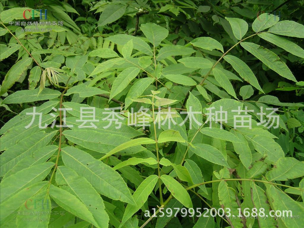 特价供应枫杨树,枰柳,麻柳树,大叶柳,大叶头杨树
